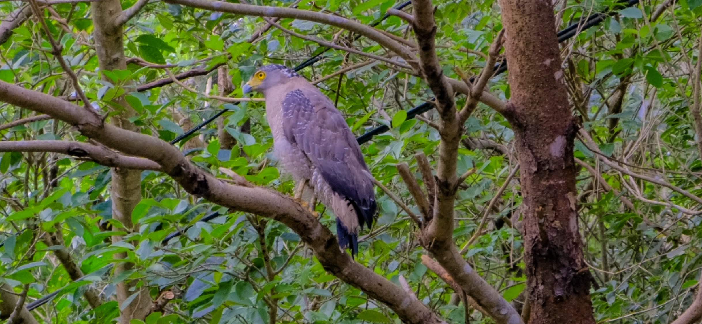 カンムリワシ沖縄県石垣島野鳥