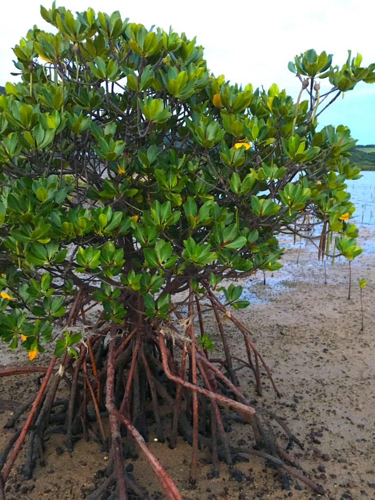 名蔵アンパルマングローブ植樹