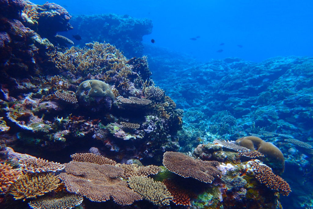 海のテラスサンゴ礁