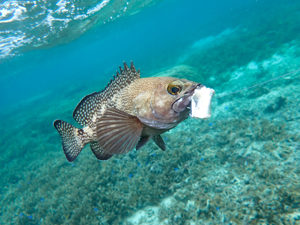 シュノーケルフィッシング 釣っている様子