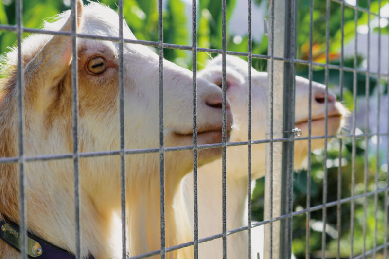 ヤギと触れ合う