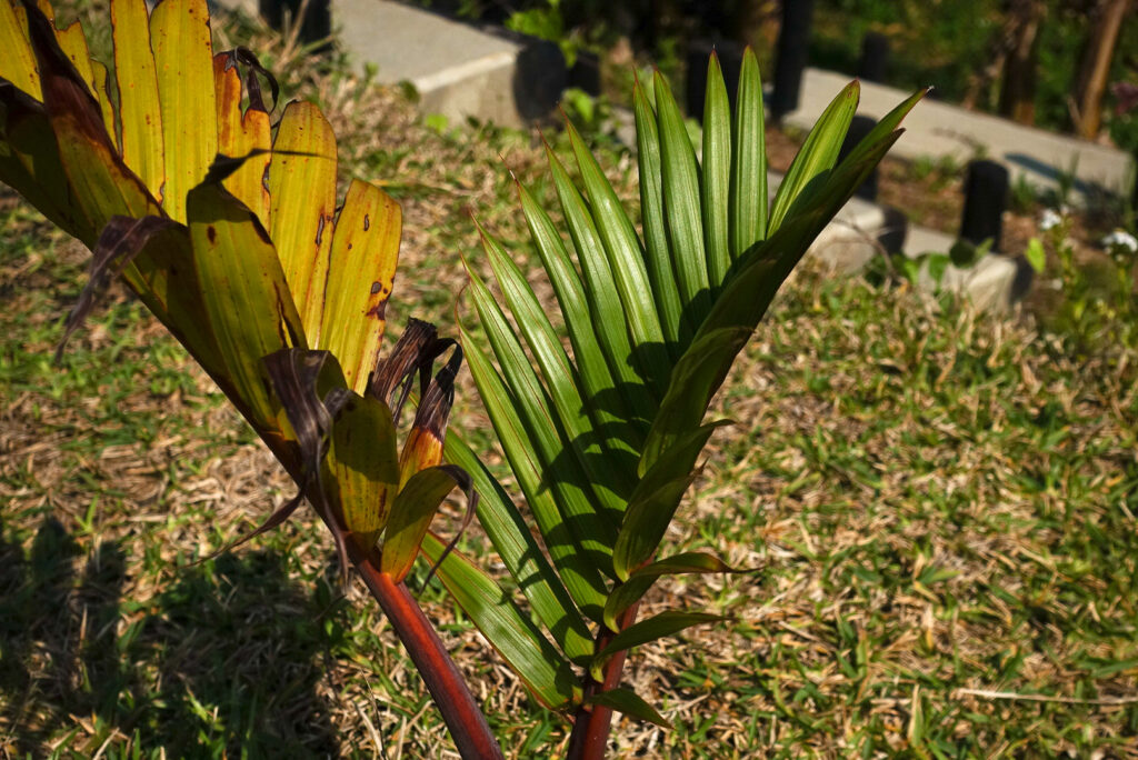 虫食いと塩害に耐え抜き復活し始めた植物たち