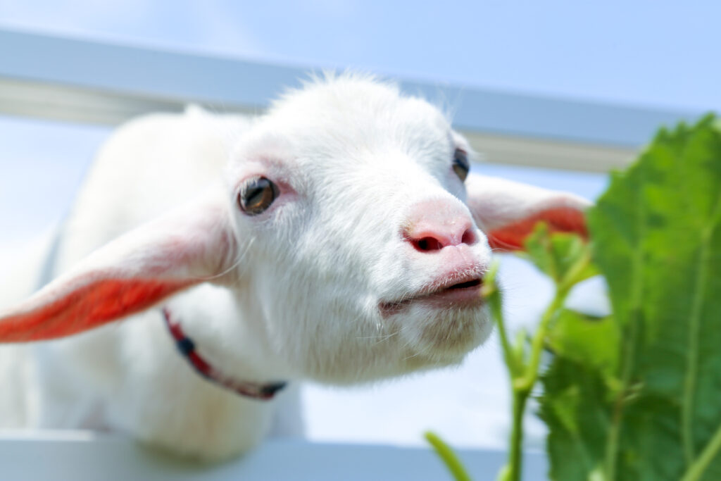 生後2か月の仔ヤギ こゆき