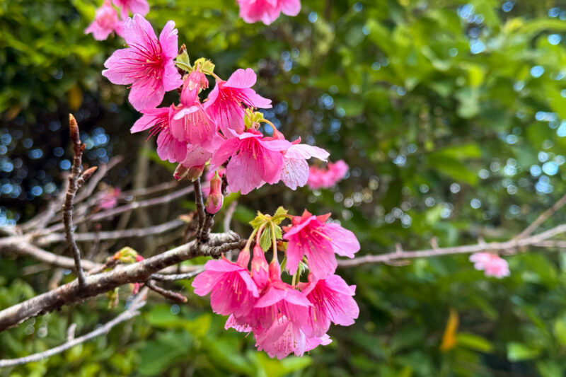 寒緋桜