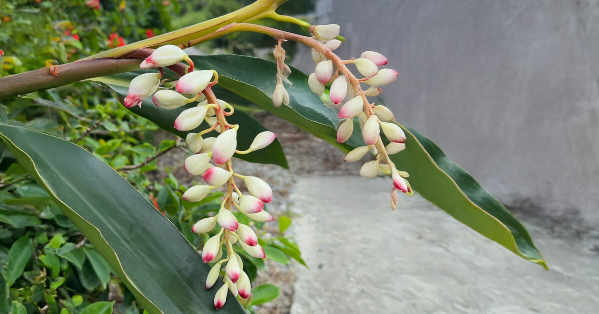 月桃の花