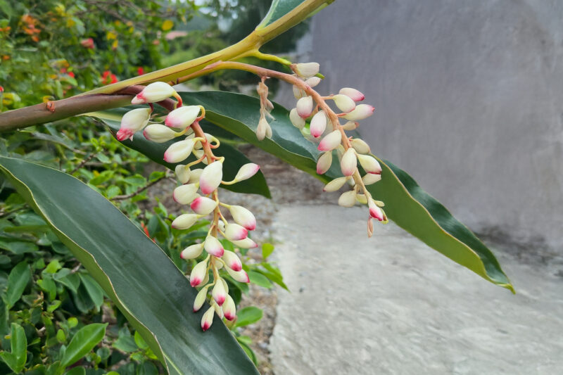 月桃の花