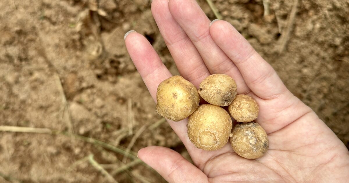 ズボラ菜園で収穫したジャガイモ