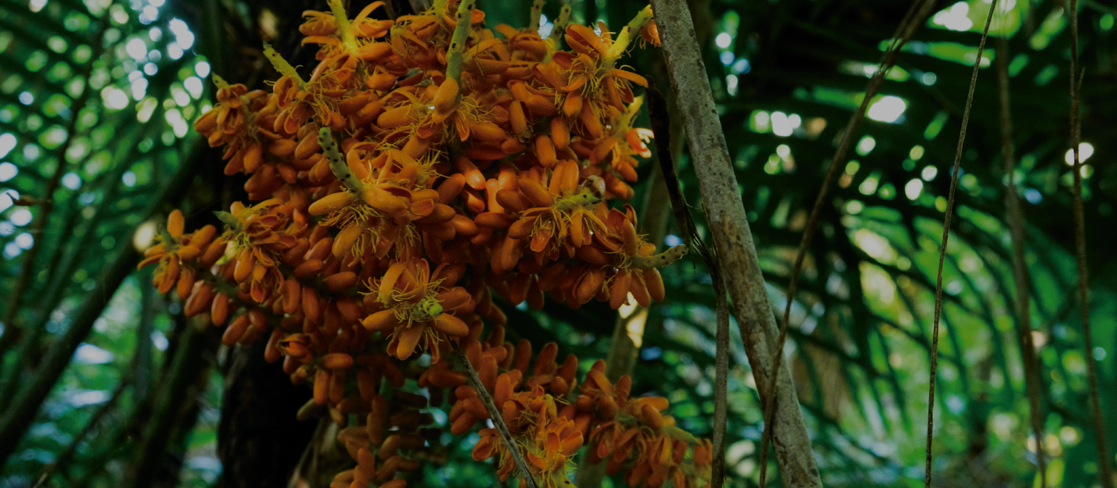 石垣島で見られるマーニの花